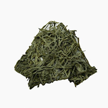 alga codium